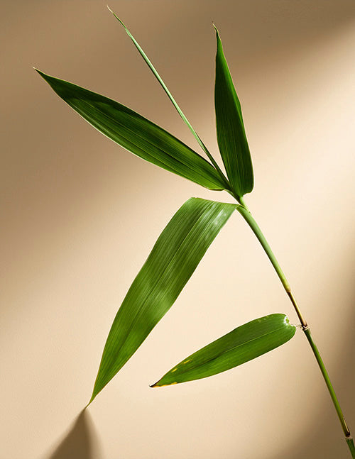 Key ingredients in NewEra Glow like Bamboo