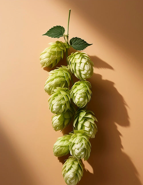 Key ingredients in NewEra Supplements like Perluxan Hops